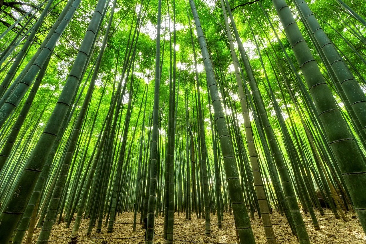 bamboo, trees, green, growth, bamboo trees, forest, bamboo forest, jungle, nature, perspective, nature wallpaper, afforestation, green trees, bamboo, bamboo, bamboo, bamboo, bamboo, bamboo forest, jungle, jungle, jungle, jungle